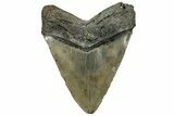 Beastly Fossil Megalodon Tooth - North Carolina #328403-2